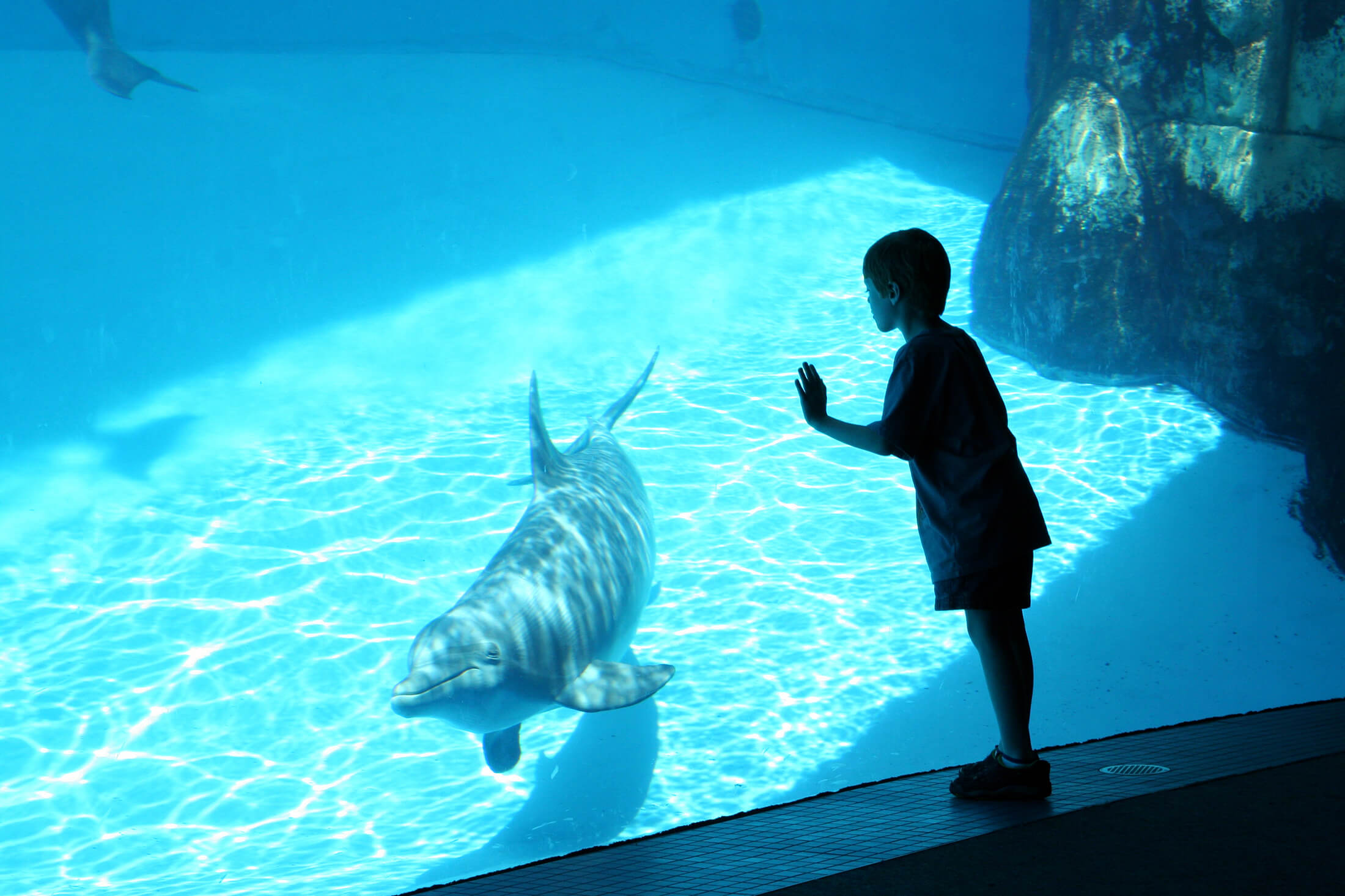 A child look in an underwater tank as a dolphin swims by