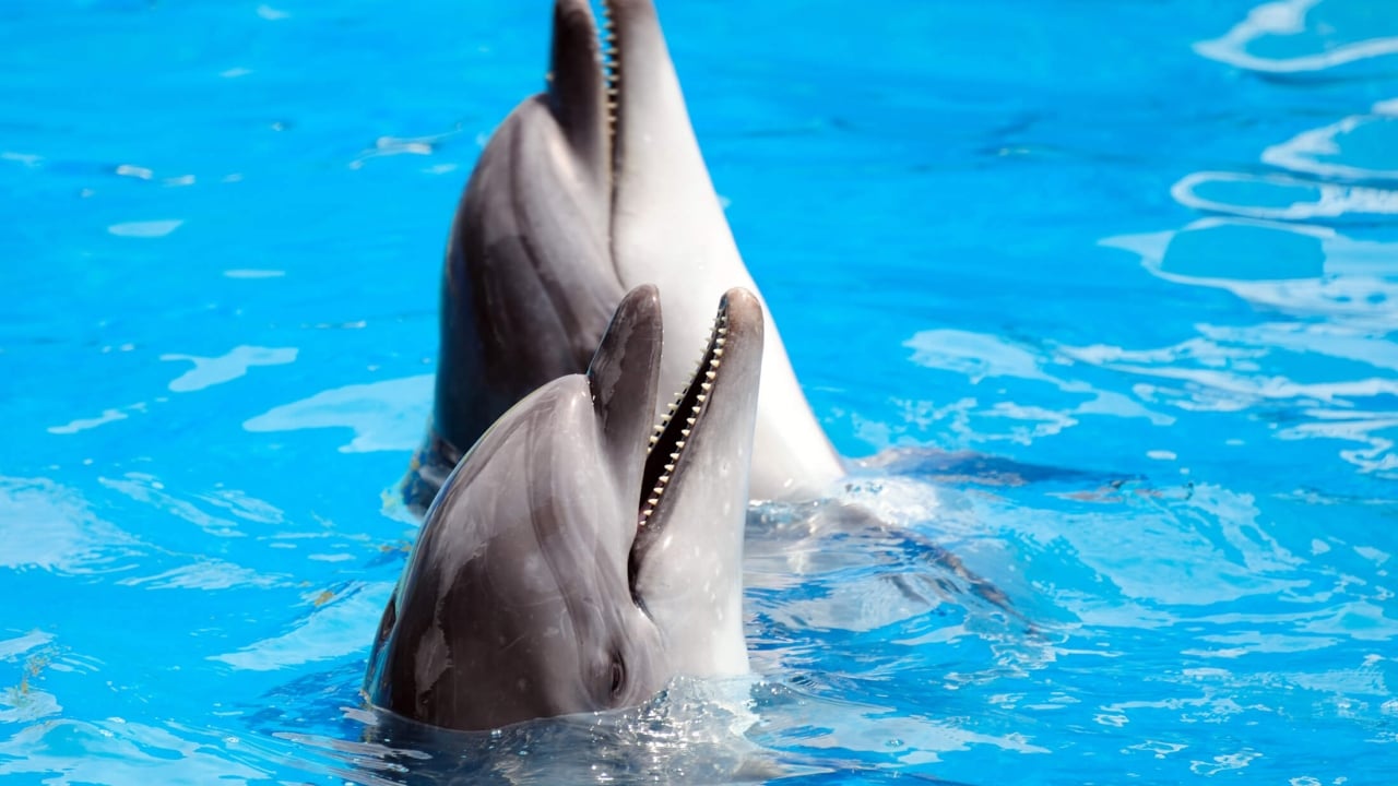 Two dolphins in a pool