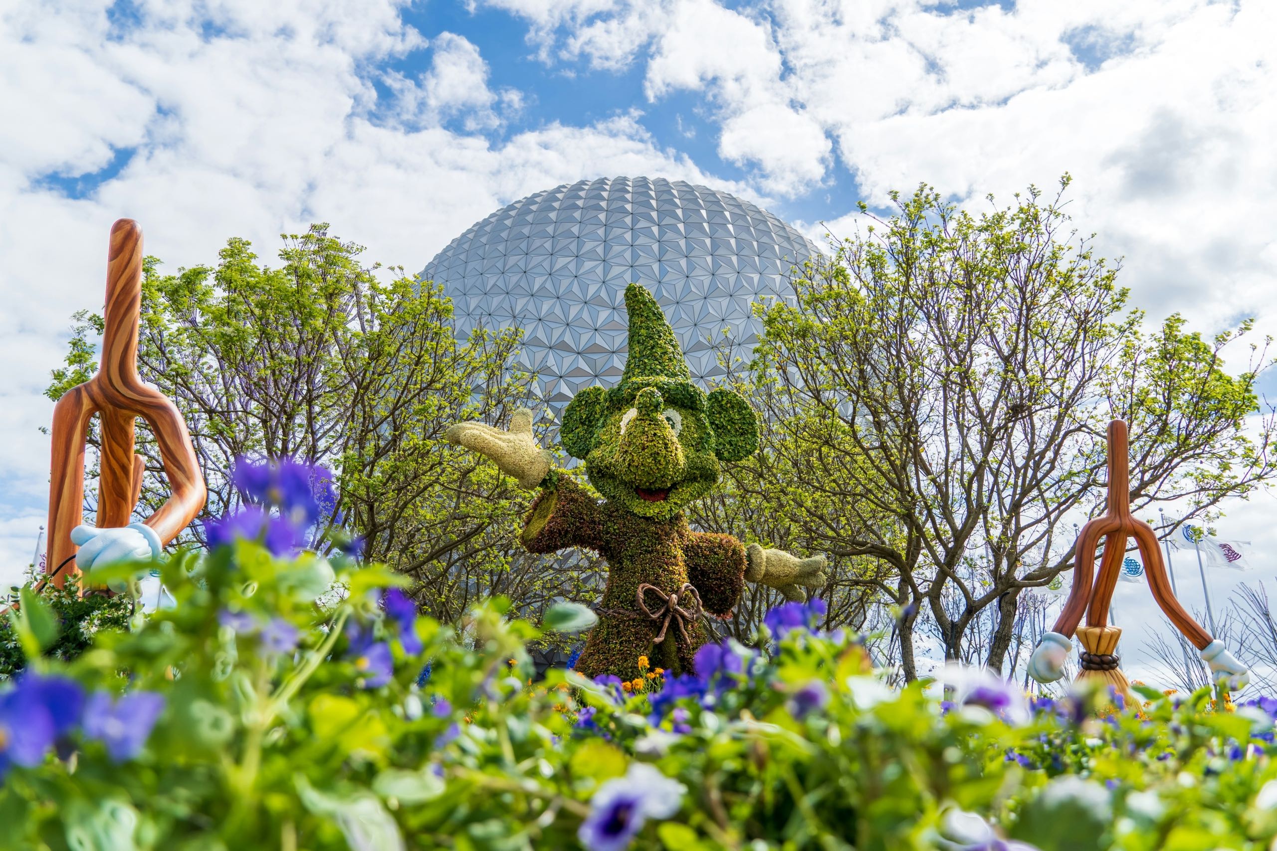 Mickey Mouse shrubs
